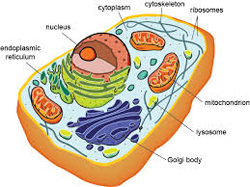 mitochondriën in een cel